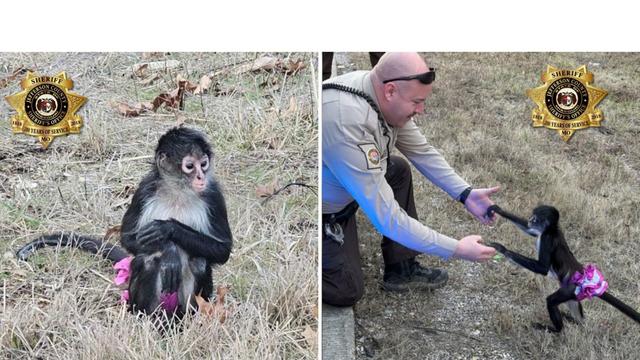 Monkey found by Jefferson County Sheriff's Office deputies 