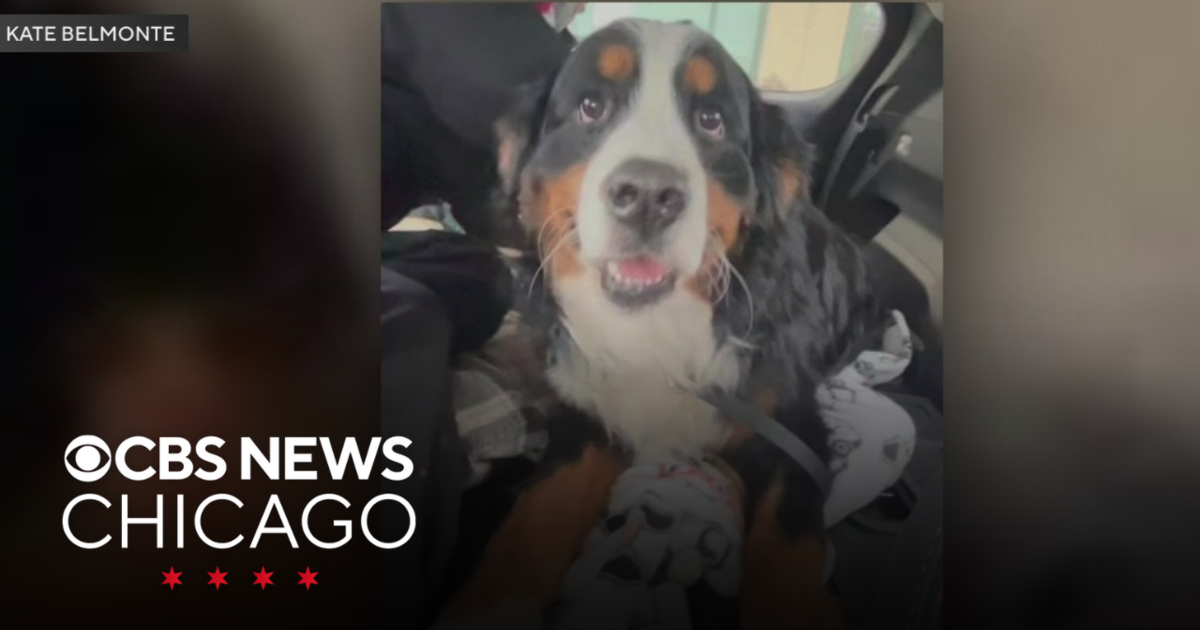 Missing Crystal Lake dog found by drone heads home - CBS Chicago