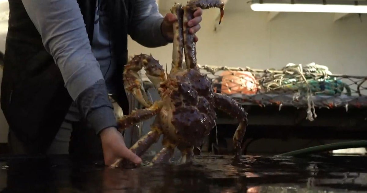 Snow crab fishing in Alaska returns, but fishermen face uncertainty amid reduced quotas