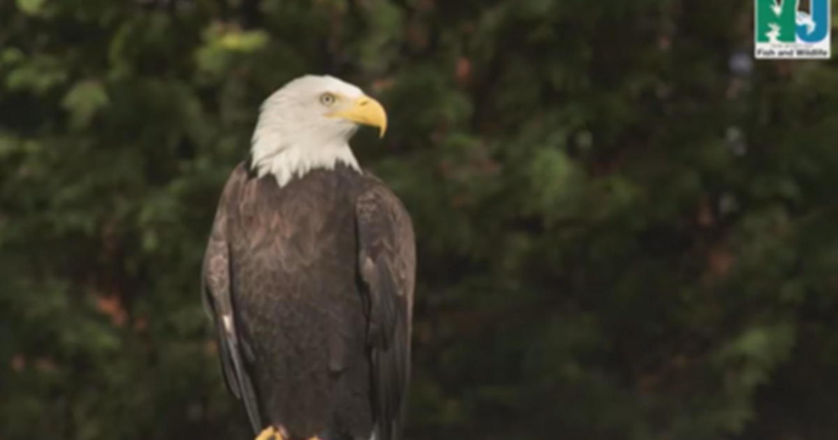 Bald eagle, osprey removed from endangered species list in New Jersey ...