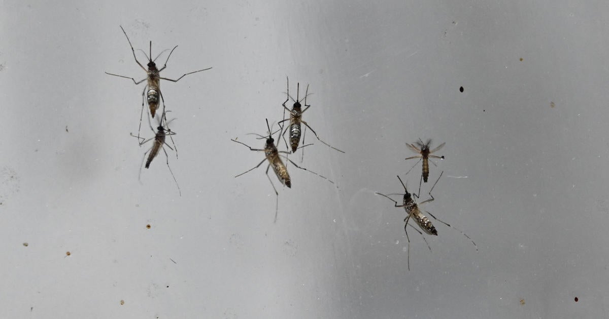 Scientists: "Toxic" semen could kill female mosquitoes, curb disease spread