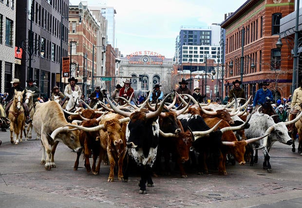 National Western Stock Show Kick-Off Parade 