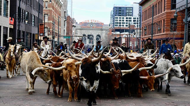 National Western Stock Show Kick-Off Parade 