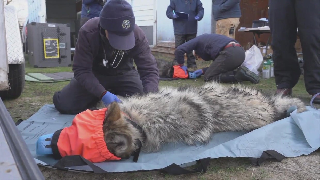 Wolf reintroduction plan to continue in Colorado despite petition from ...