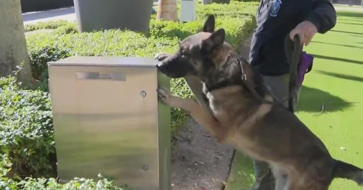 More than 60 police K9s swept Hard Rock Stadium ahead of Orange Bowl