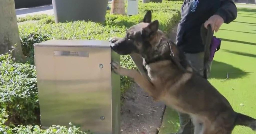 More than 60 police K9s swept Hard Rock Stadium ahead of Orange Bowl More than 60 police K9s swept Hard Rock Stadium ahead of Orange Bowl