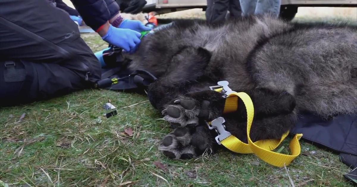 Gray wolf restoration continues to cause tension in Colorado