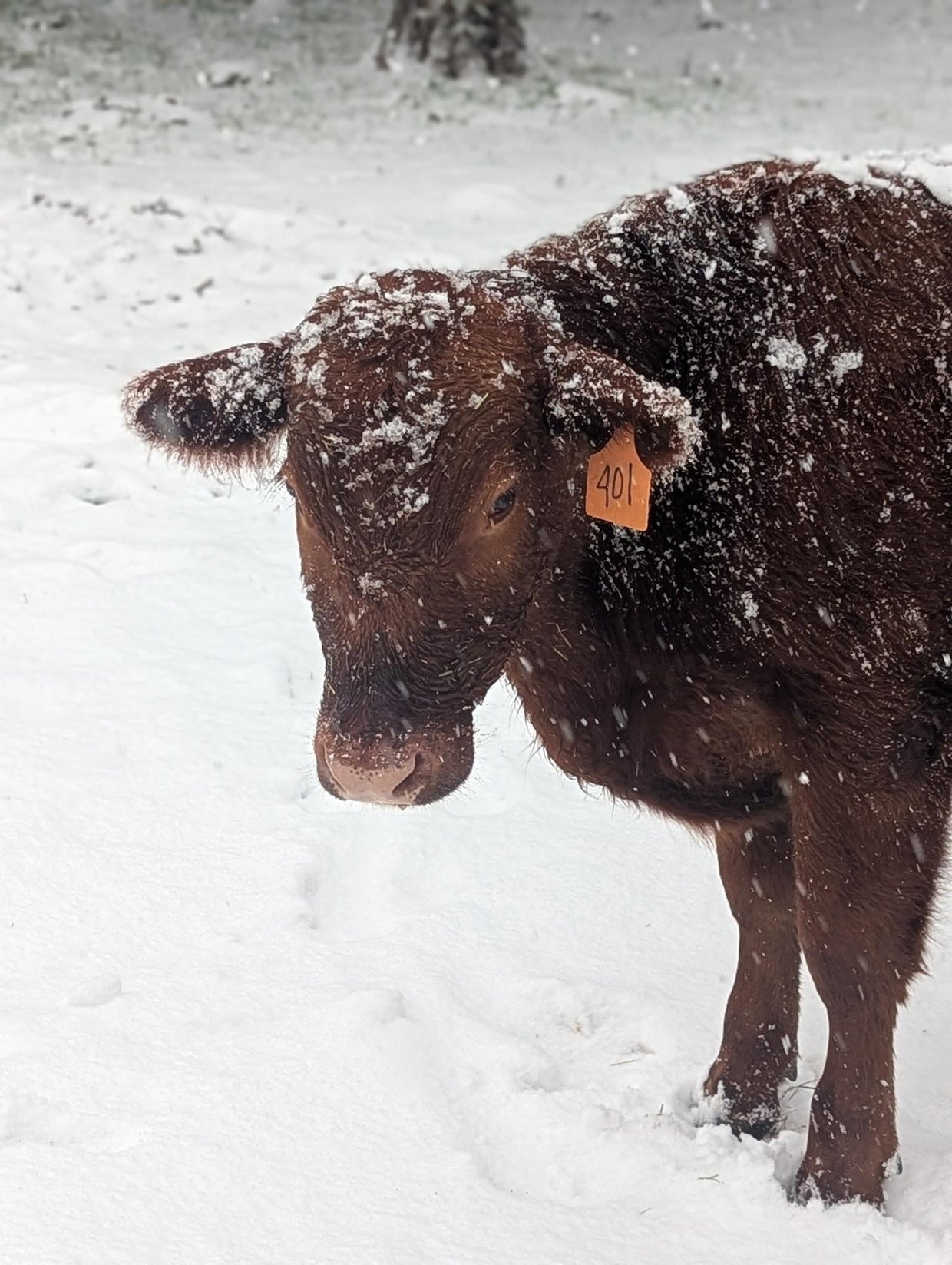 snow-day-in-north-texas-20.jpg 