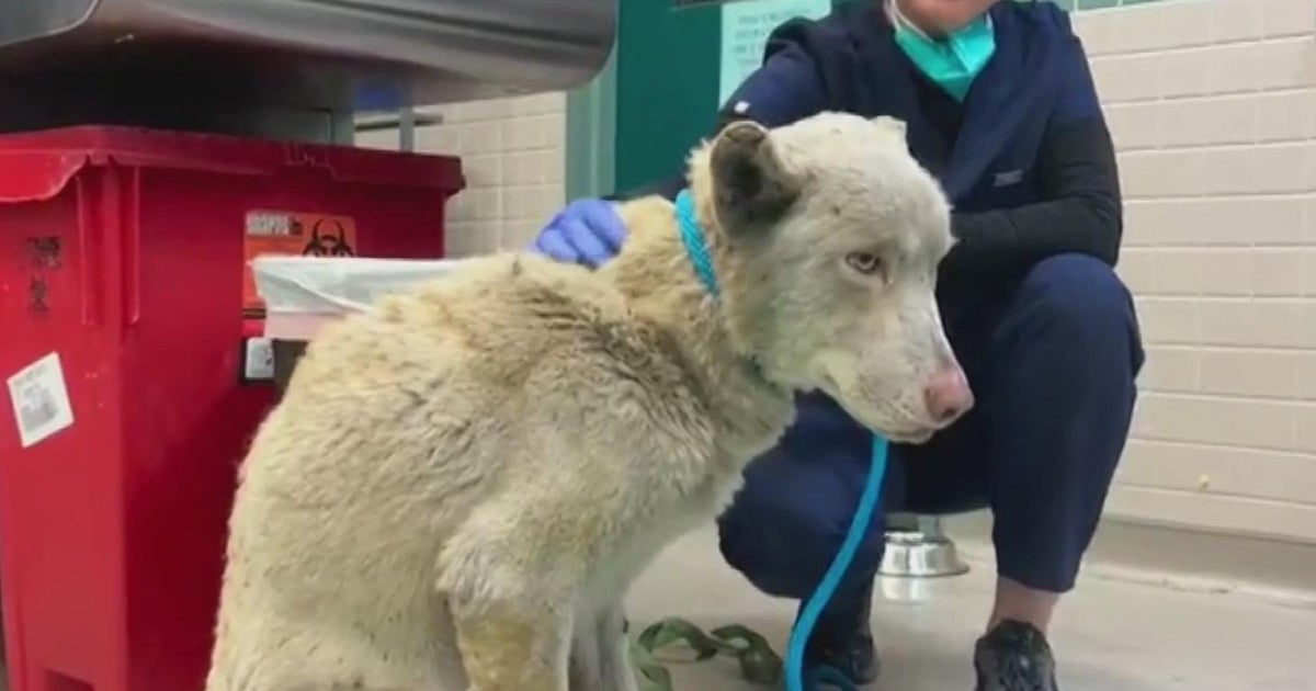 How the Sacramento SPCA is helping animals displaced by LA fires