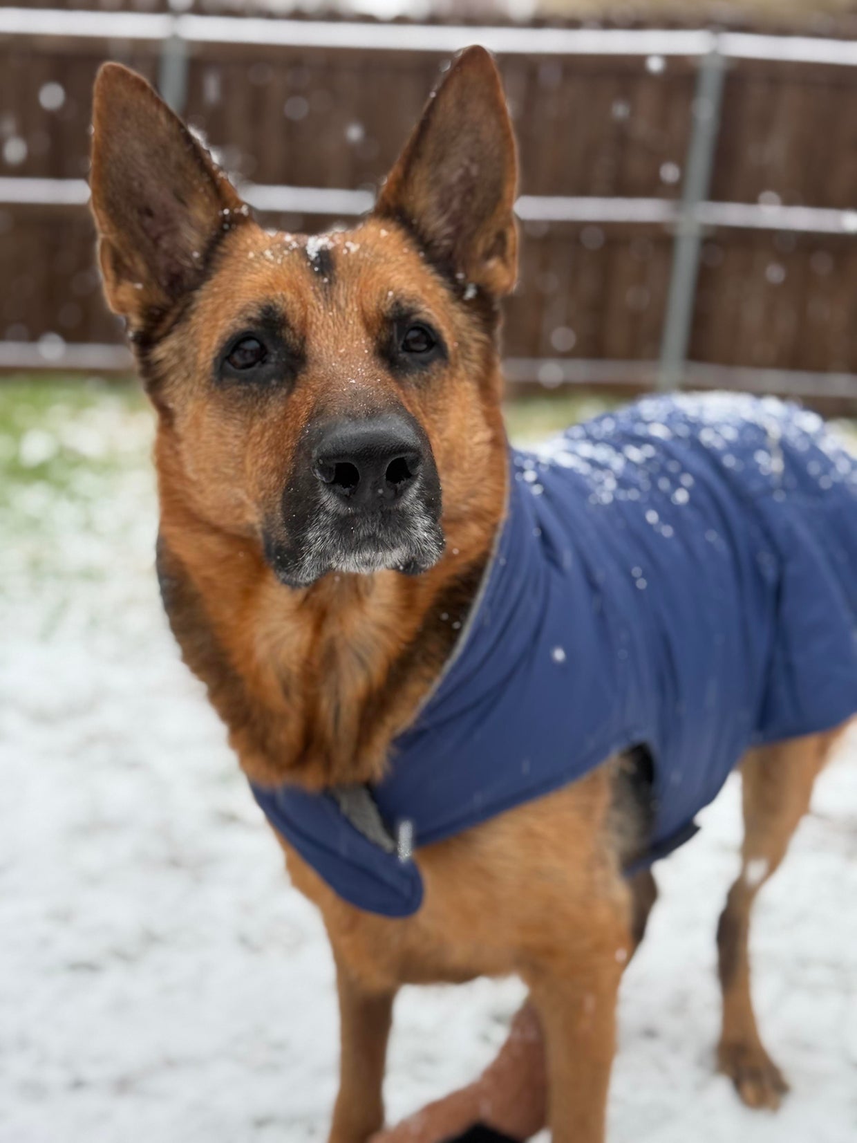 snow-day-in-north-texas-63.jpg 