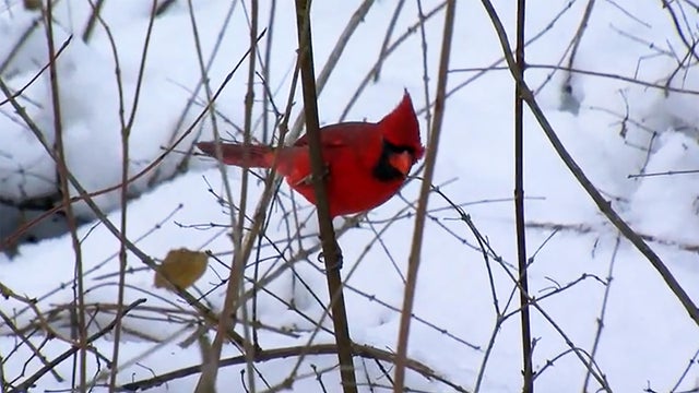 nature-birds-1920.jpg