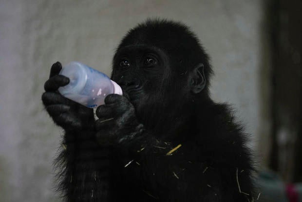 Young gorilla found in airplane cargo hold recovers at Istanbul zoo