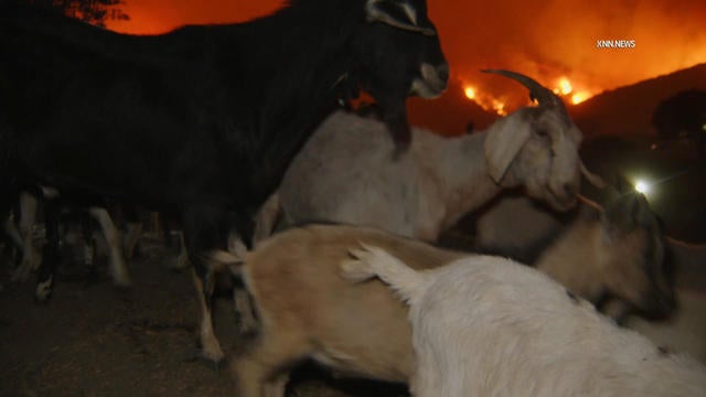 Goats evacuate Brentwood amid Palisades Fire 