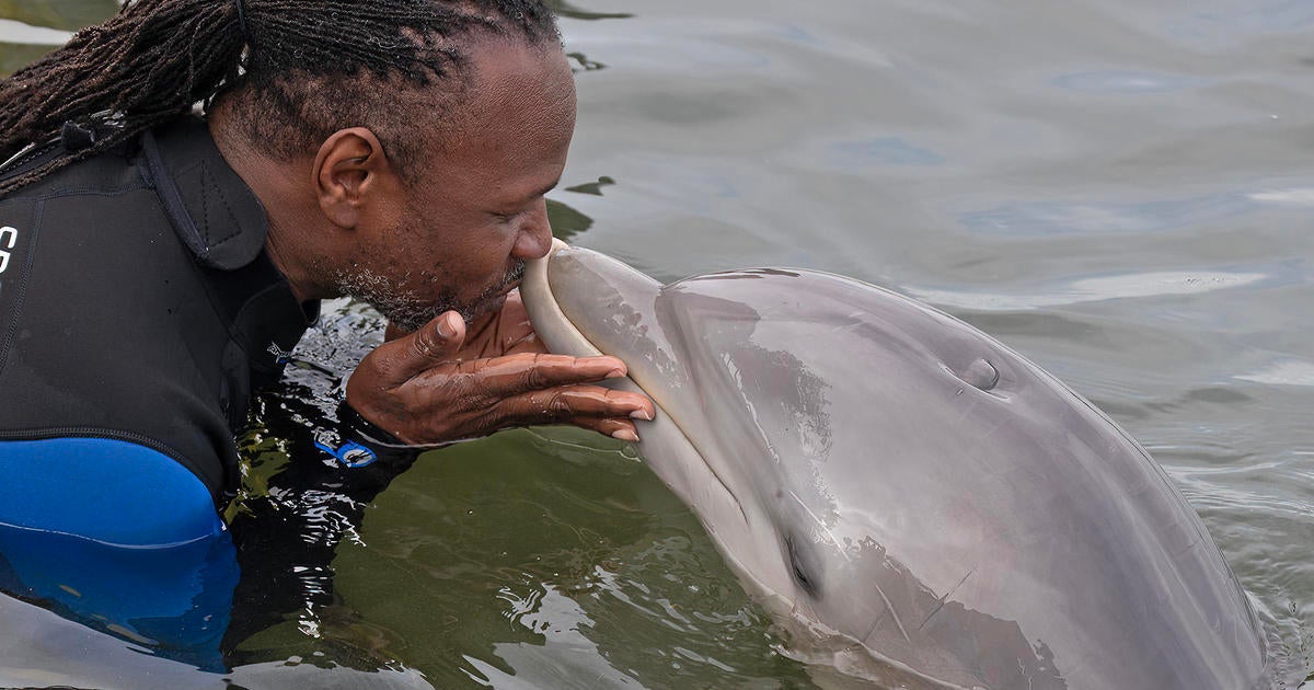 Wounded veterans interact with dolphins in Florida Keys