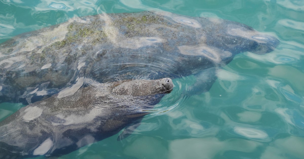 Miami International Boat Show spotters help keep manatees safe Miami International Boat Show spotters help keep manatees safe