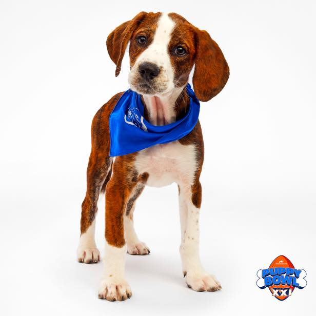 Michigan dog to participate in Puppy Bowl XXI