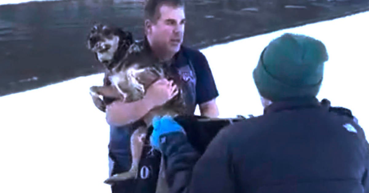 Man’s dramatic rescue of dog from freezing river in Vermont caught on video