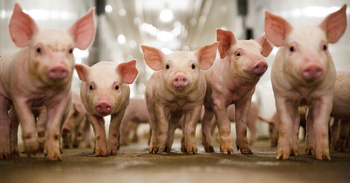 How continuous improvement led to a solution for a global animal health challenge