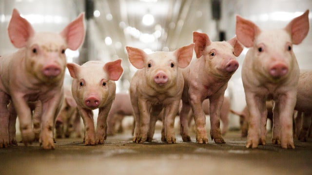 How continuous improvement led to a solution for a global animal health challenge