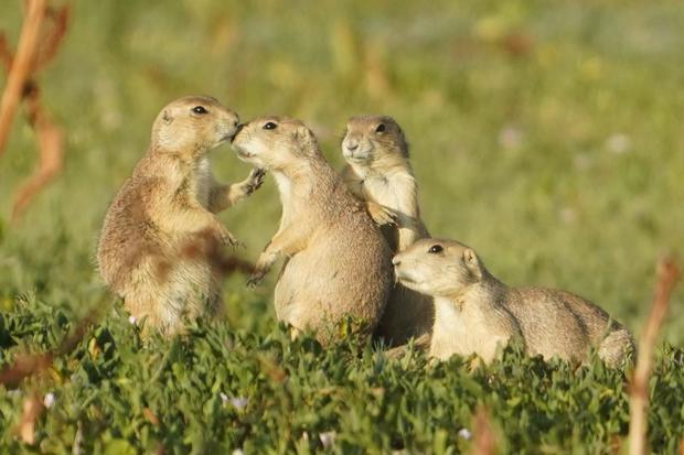 prairie-dogs-longmont-anna-rivas.jpg 