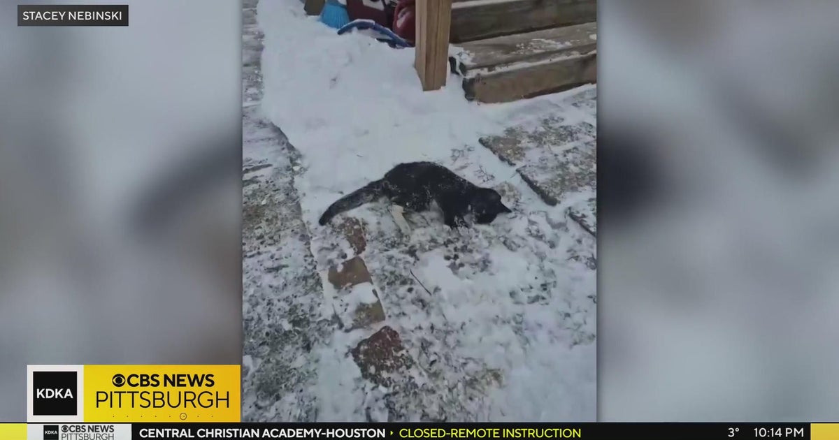 Cat rescued after nearly freezing to death in McKeesport - CBS Pittsburgh