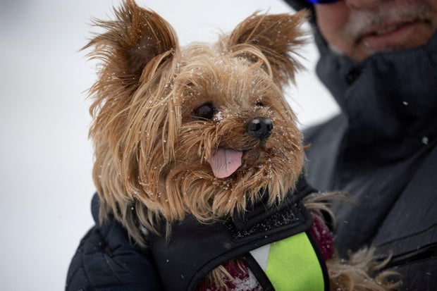 A man holds his Yorkie while walking during Winter Storm Enzo in Houston, Texas