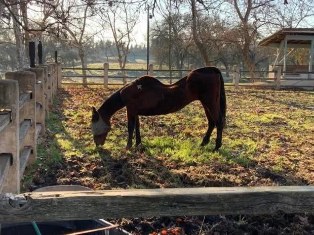 san joaquin malnourished horse 