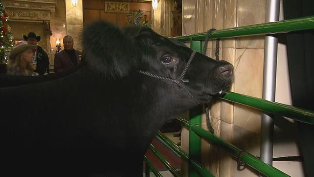 Brown Palace 79th Annual Steer Day 