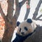 National Zoo's giant pandas make their debut