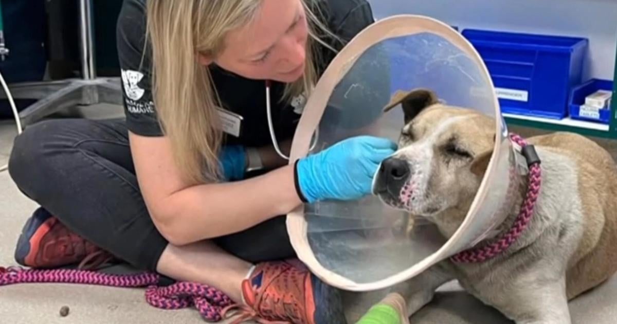 Hundreds of animals rescued by Southern California shelter amid wildfires