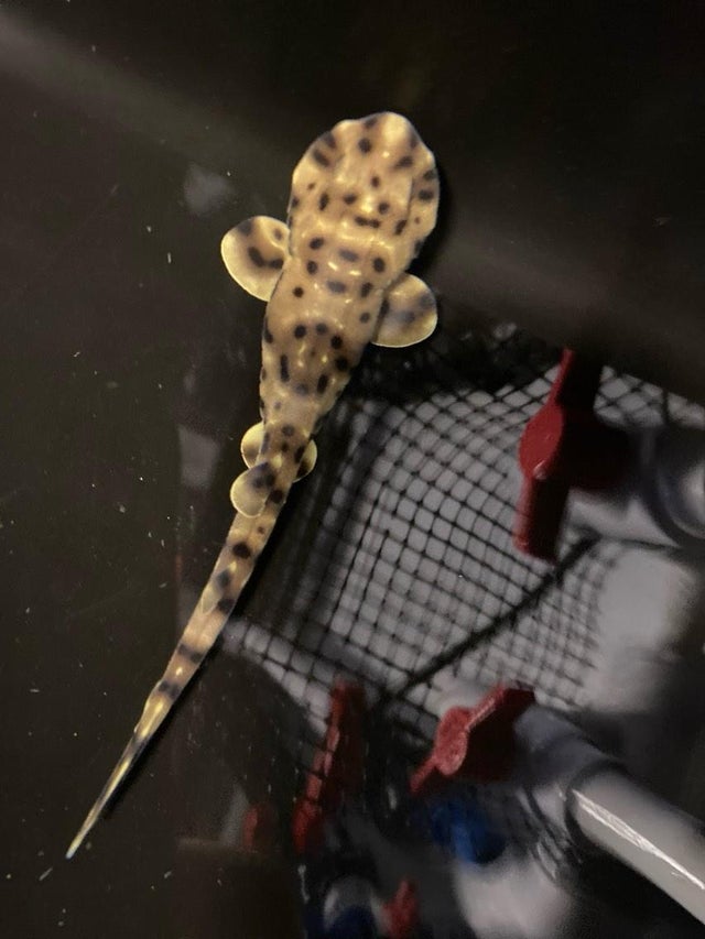 Yoko the swell shark 