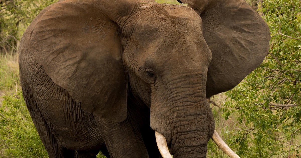 Elephant tramples tourist to death in South Africa's iconic Kruger park