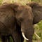 Elephant tramples tourist to death in South Africa