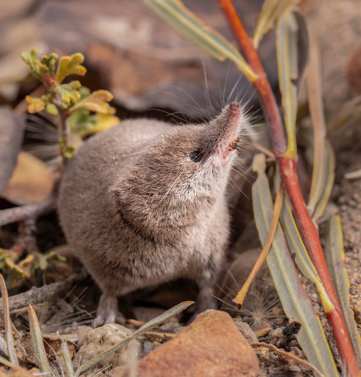 lyell-shrew-on-natural-background.jpg
