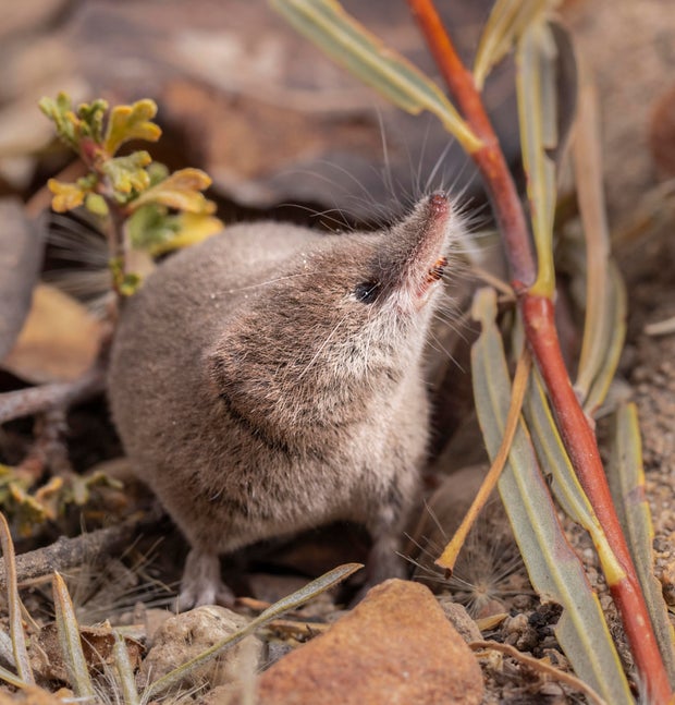 lyell-shrew-on-natural-background.jpg