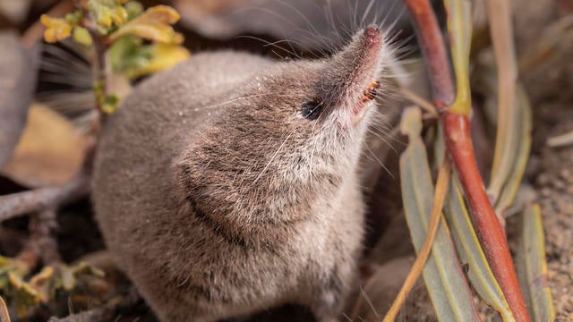 lyell-shrew-on-natural-background.jpg 