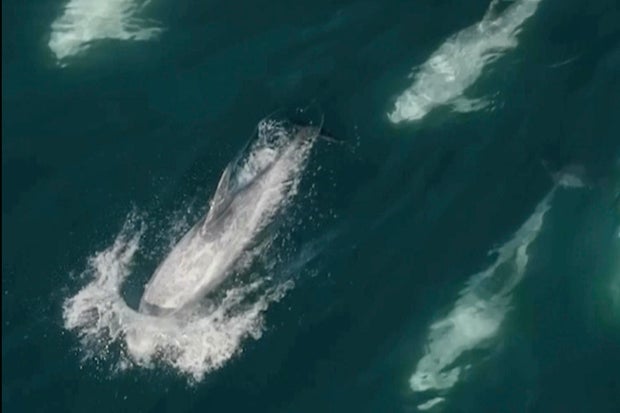 Dolphins-Super Pod-California