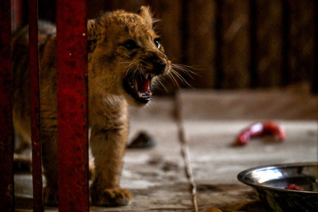 PAKISTAN-YOUTUBE-ANIMALS-OFFBEAT
