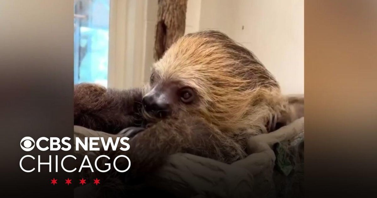 See a sloth with the hiccups, and find out how to stop your hiccups ...