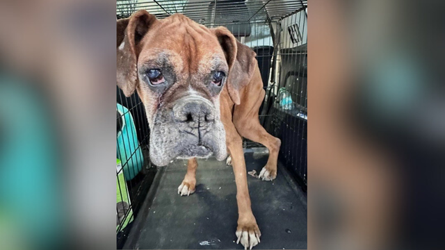 kdka-emaciated-boxer-journey.png 