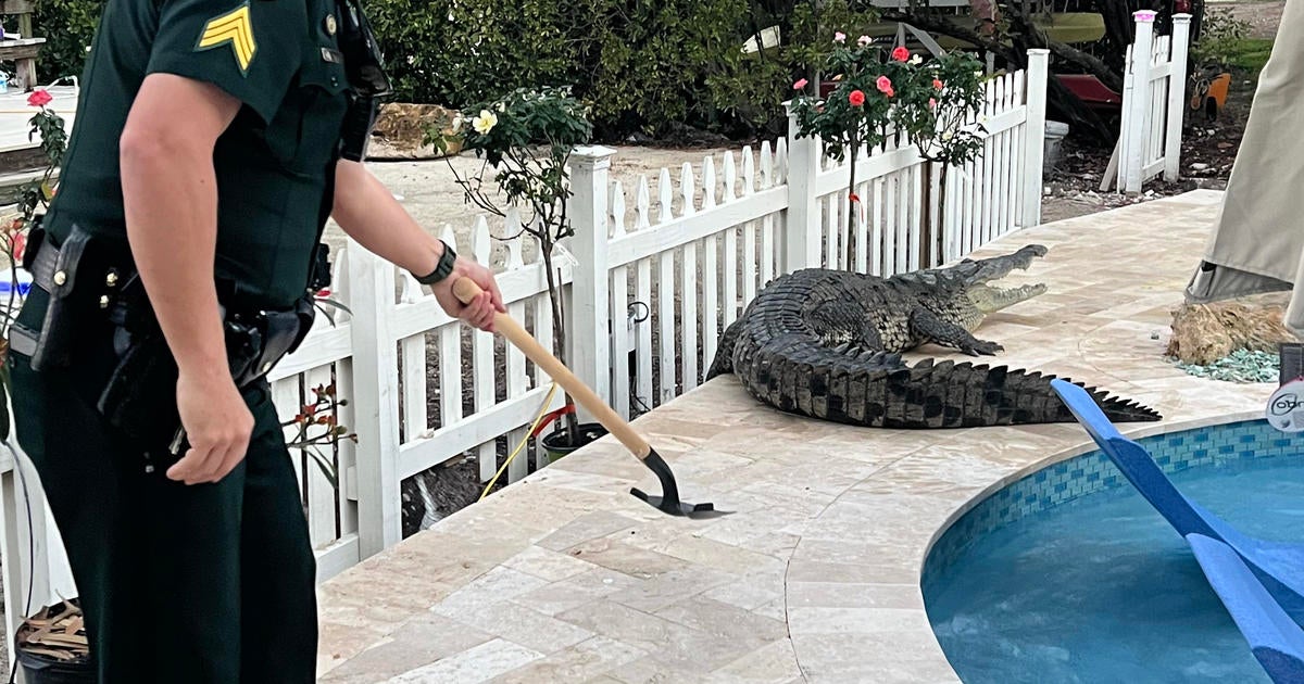 Video shows Monroe County Sheriff’s sergeant shooing crocodile away from Key Largo backyard pool