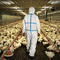 The impact from bird flu spreads