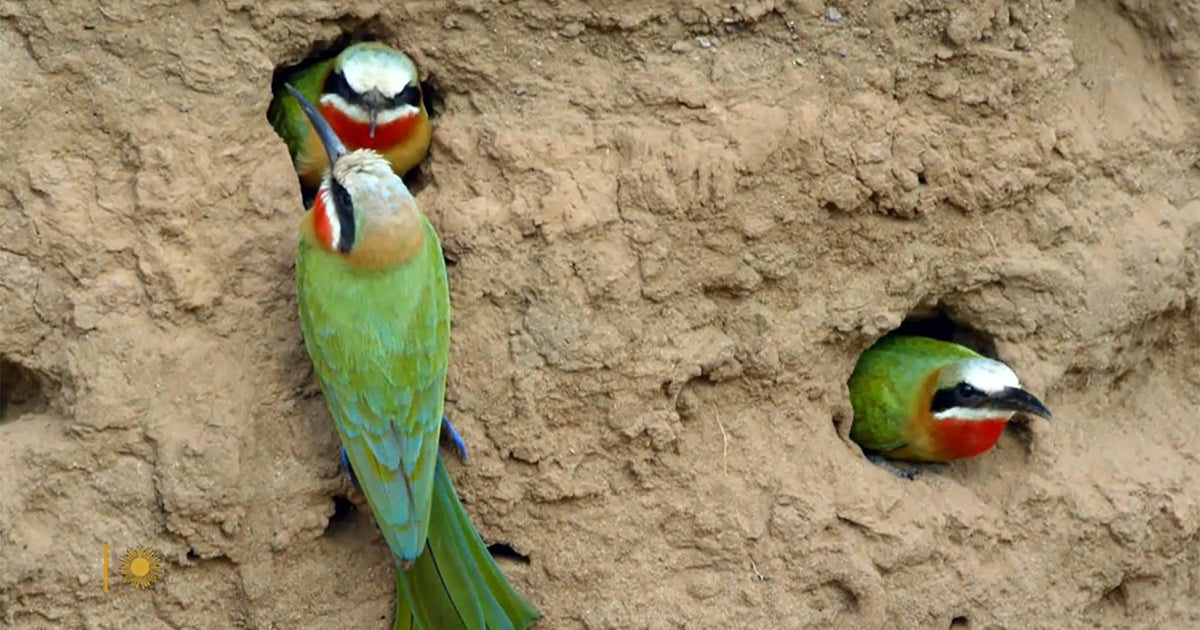 Nature: White-throated bee-eaters