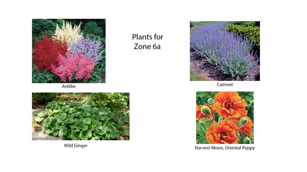 zone-6a-plants.png 