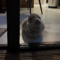 Guest finds seal sleeping in her hotel room in the Netherlands