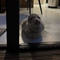 Guest finds seal sleeping in her hotel room in the Netherlands
