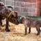 Orphaned wolf pup bonds with shelter dog at zoo: "Perfect pairing"