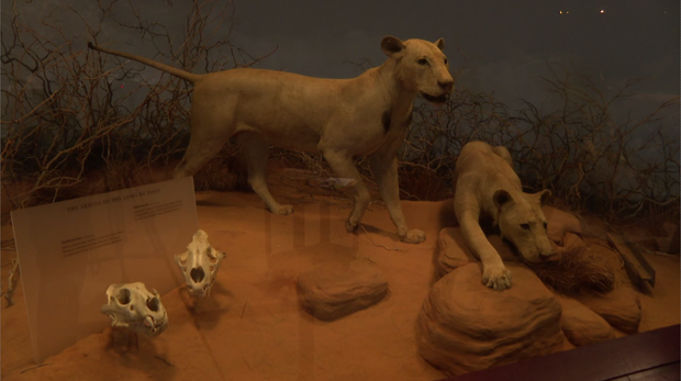 tsavo-lions.png 