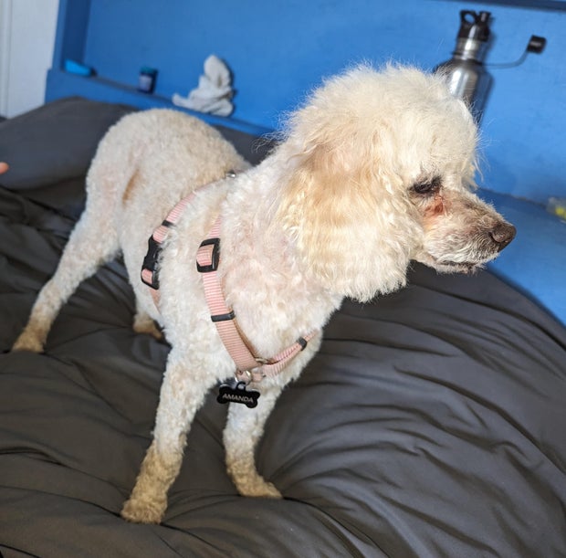 amanda-the-toy-poodle-victim-boulder-pd-1.jpg 