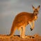 Scientists say they've produced world's first IVF kangaroo embryo